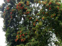 端午节家里没有包‘牛角’，没有包粽子，但是家里房子后面的那颗荔枝熟了，你回家吗？