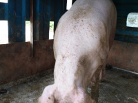 正宗农村散养土猪肉