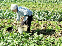 靖西浇水种菜的老妇人