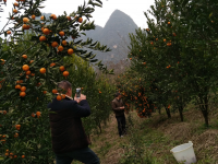 马水桔采摘开园啦!(靖西市世邦集团往里600米即到)