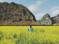 旧州油菜花——背景