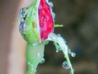 雨露沐花蕾