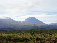 新西兰北岛之行-----游览高原蓝鸭农场