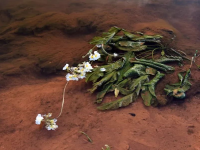 靖西海菜花之殇