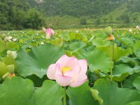 鹅泉的花儿，美了美了·······