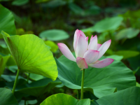 又到荷花季，醉美赏莲时。