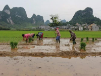 靖西化峒镇又是一年插秧农忙时！