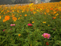 旧州花海醉游人，田园美景在靖西