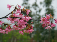 龙潭湿地公园的冬樱花