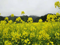 靖西油菜花海