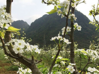 靖西梨花怒放，春风送暖