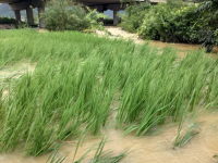 被大雨摧残过后的稻田