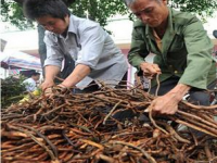 官方甩锅推责任停办严格引导民众自撑药市交易买卖