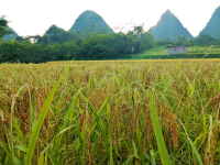 【靖西香糯】古法精制：靖西煮香糯--家乡的味道
