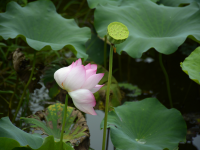 映日荷花，飘香夏季