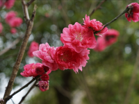 湿地公园嫣然桃花惹人爱