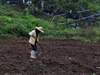 来靖西种山楂，我们的山楂树之恋