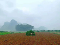 今天4月4号清明节看看靖西这些地方，美爆了！！！