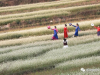 又见荞麦花如雪