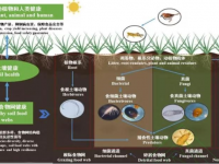 要唠生物多样性，土壤可就不困了啊