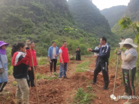 靖西市新甲乡：昔日荒地变“宝地”，小小油茶添效益