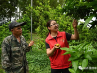 靖西市渠洋镇：“铁牛”书记黄冬运