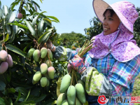 芒果上市时间表出炉！6月21日起，百色芒果要来了