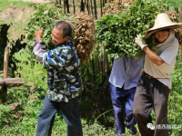 靖西市足要村：生态循环农业让乡村振兴“牛”起来