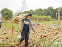 靖西湖润甘蔗：新的一年，从“蔗”里开启“甜蜜”新生活