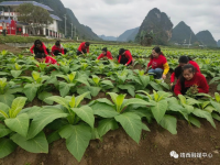 靖西市第三幼儿园：春耕好时节助农保硕果