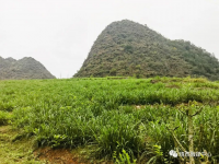 靖西市吞盘乡：一村一项目乡村振兴有奔头