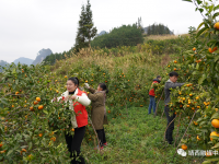 靖西：乡村振兴中的“她力量”