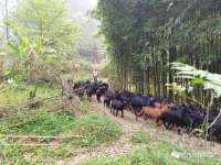 靖西壬庄班光亩：大石山区“羊司令”