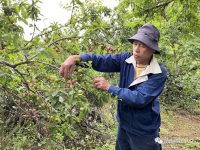 靖西：小李子敲开“致富门”