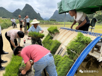 靖西：机械化助力水稻夏种跑出“加速度”