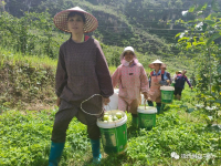 靖西市果乐乡：百香果喜迎丰收群众增收干劲足