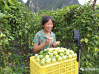 靖西百香果：“花式”推广农产品多样孵化本土“网红”