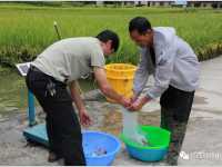 靖西市南坡乡底定村：稻花鱼喜获丰收