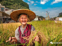 靖西：“丰”景如画稻穗弯弯村民笑