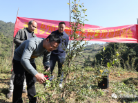 靖西：现场培训提技能助力油茶高产丰收