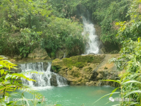 靖西：澳洲淡水龙虾翩然来“居”