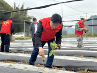 靖西市新靖镇：党旗领航助春耕服务保障促发展