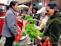 贝侬，快来咬“春”啦！靖西时令野菜鲜香上市