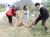 靖西市化峒镇开展“春暖三月学雷锋植树护绿我先行”志愿服务活动