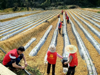 靖西市禄峒镇：节水滴灌新技术助力烤烟稳生产