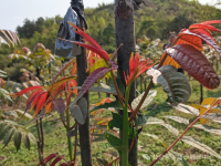 靖西市新甲乡大华村：“树上蔬菜”冒新芽“椿”意盎然助增收