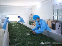 靖西：明前茶抢“鲜”上市！地州茶农开足马力忙生产