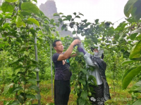 “土专家”托起增收梦——记靖西市岳圩镇怀光村村民委员会副主任陆世保