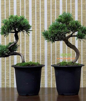 摆不同的方位，会有不一样的美