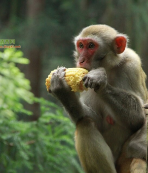 张家界特色风景